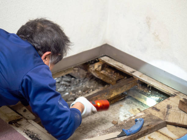Best Crawl Space Mold Removal  in Canyon Lake, TX