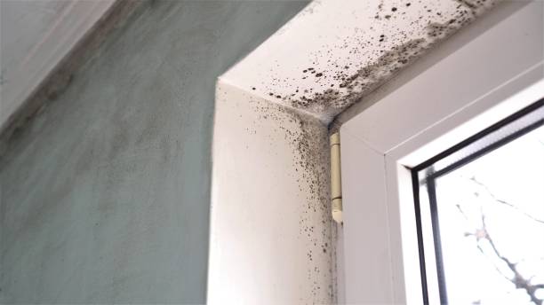 Best Toxic Mold Removal  in Canyon Lake, TX