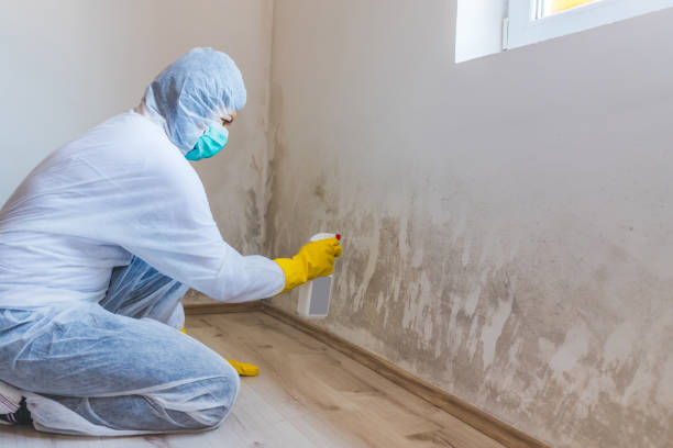 Best Residential Mold Removal  in Canyon Lake, TX