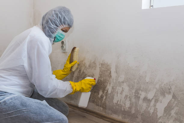 Office Mold Removal Services in Canyon Lake, TX