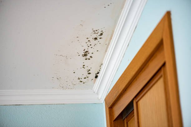 Professional Mold Removal in Canyon Lake, TX