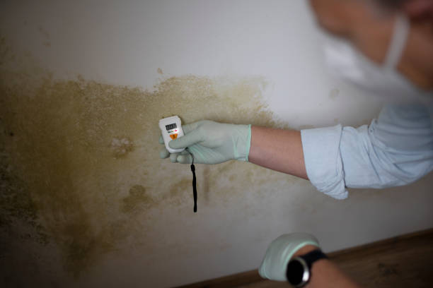 Best Best Mold Removal Companies  in Canyon Lake, TX