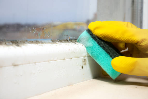 Office Mold Removal Services in Canyon Lake, TX