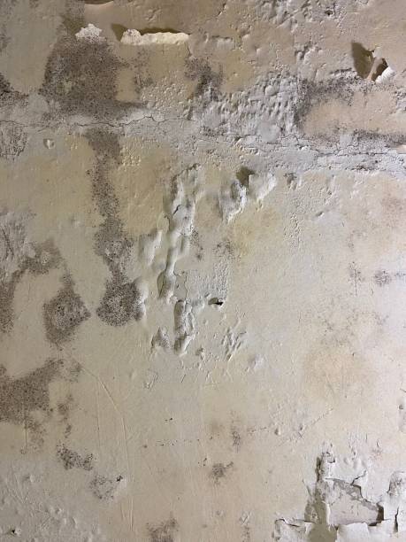 Best Mold Damage Repair  in Canyon Lake, TX