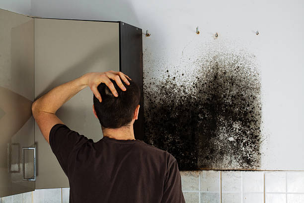 Mold Removal Process in Canyon Lake, TX