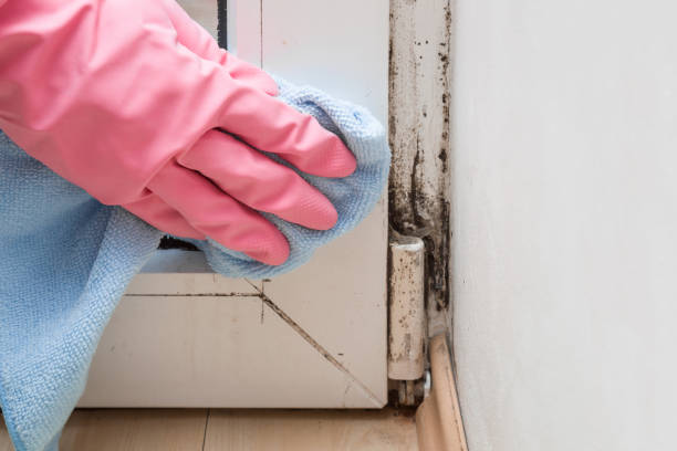 Best Affordable Mold Removal  in Canyon Lake, TX
